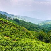 Tea Estates to Visit in Darjeeling Gangtok
