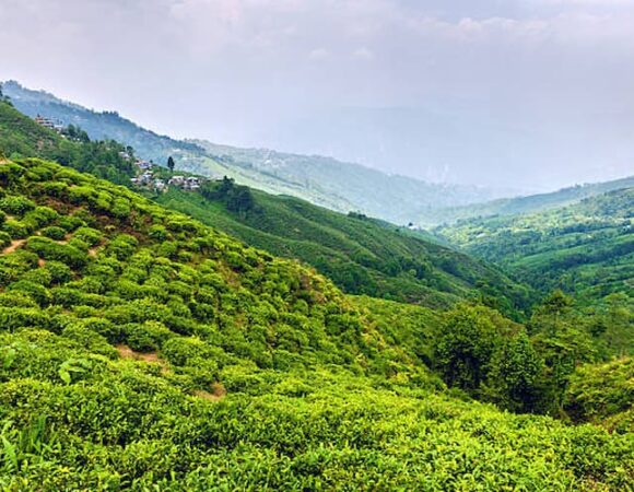 10 Tea Estates to Visit in Darjeeling Gangtok