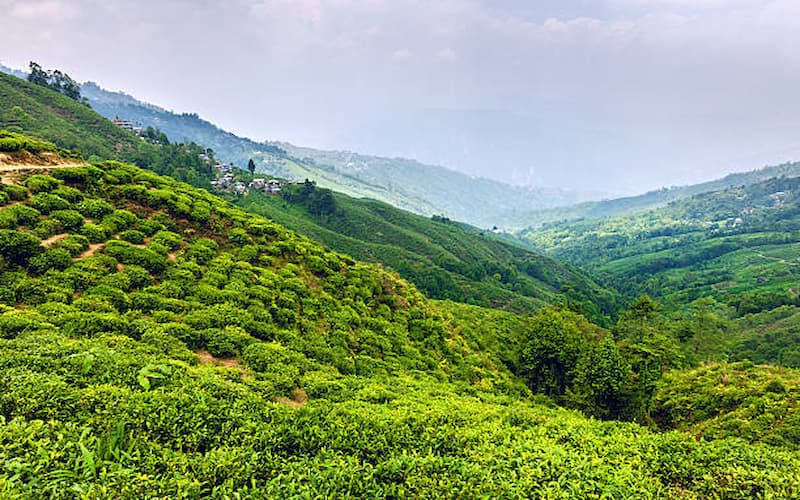 Tea Estates to Visit in Darjeeling Gangtok