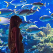 Dubai Aquarium & Underwater Zoo