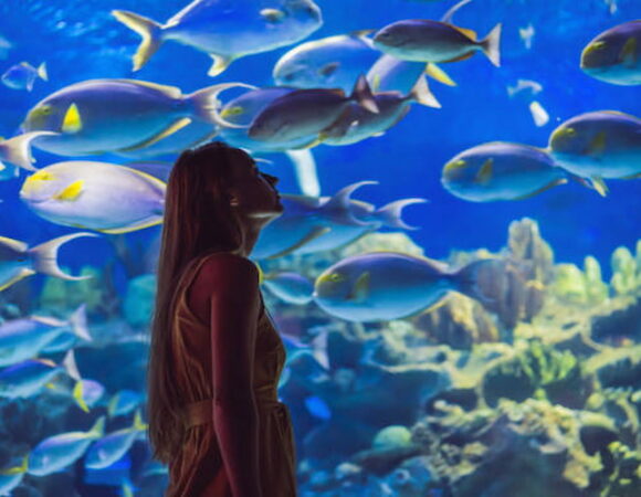 Dubai Aquarium & Underwater Zoo: A Must-See Experience