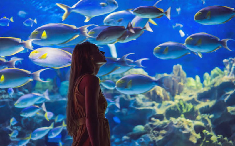 Dubai Aquarium & Underwater Zoo