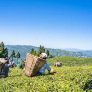 Tea Garden Experiences in Darjeeling