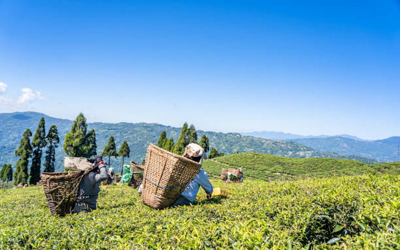 Tea Garden Experiences in Darjeeling